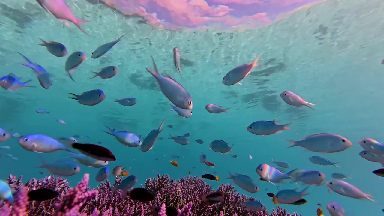 Barriera corallina colorata ricca di specie marine
