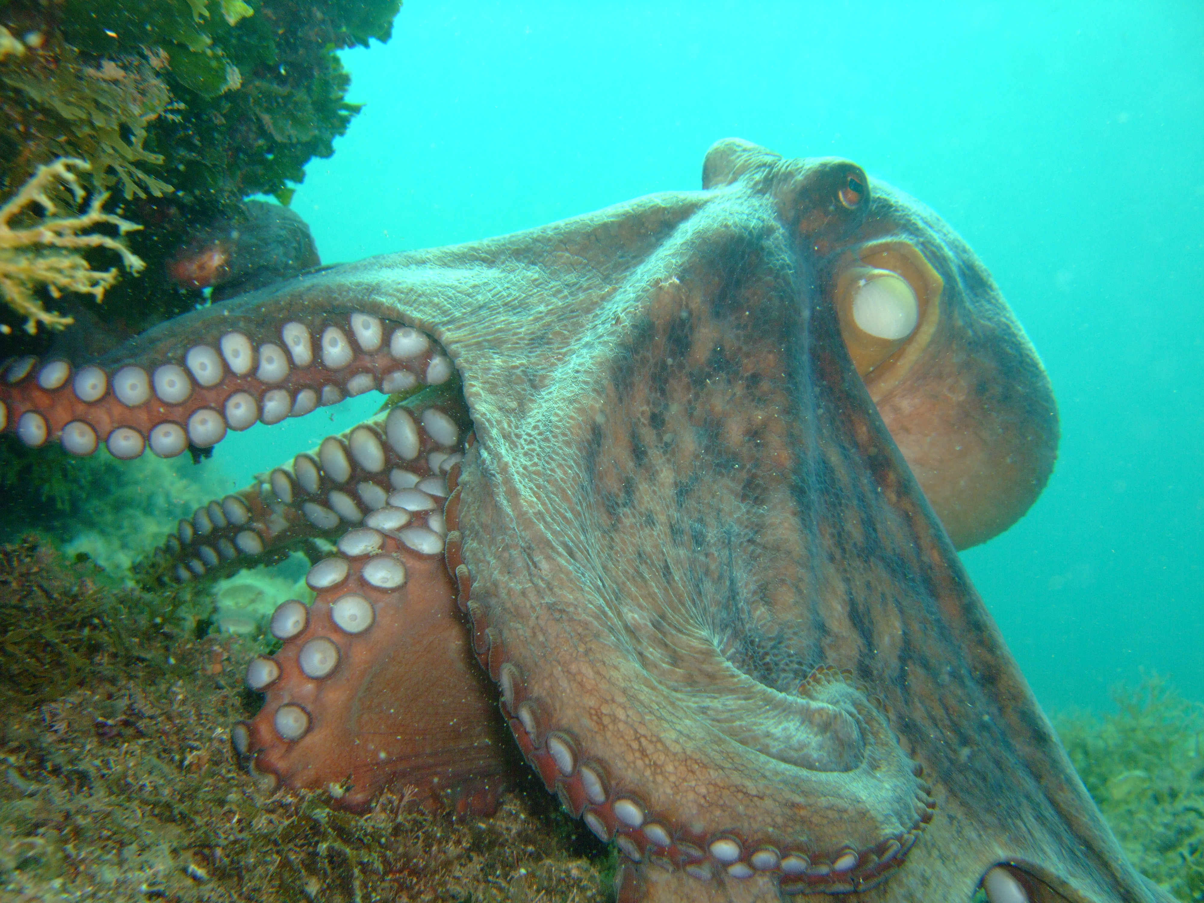 Brijuni_photo_Courtesy_of_NP_Brijuni